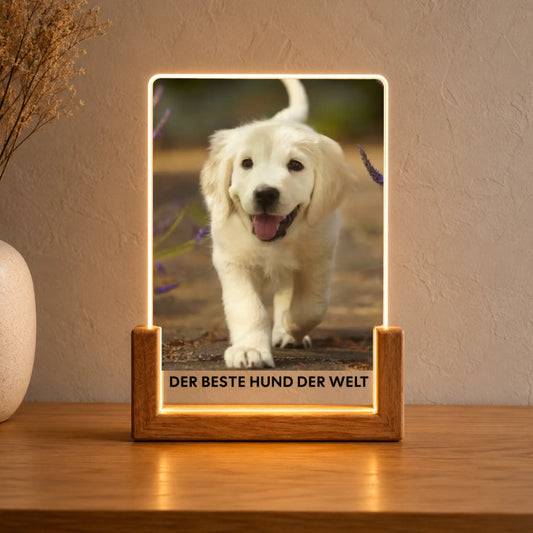 Hundefoto Acryl-Licht