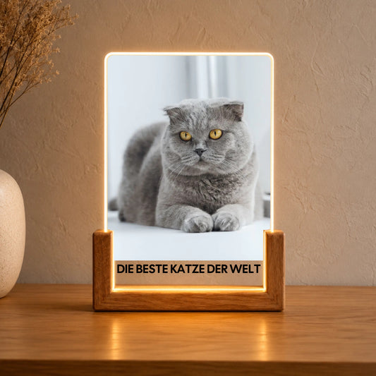 Katzenfoto Acryl-Licht